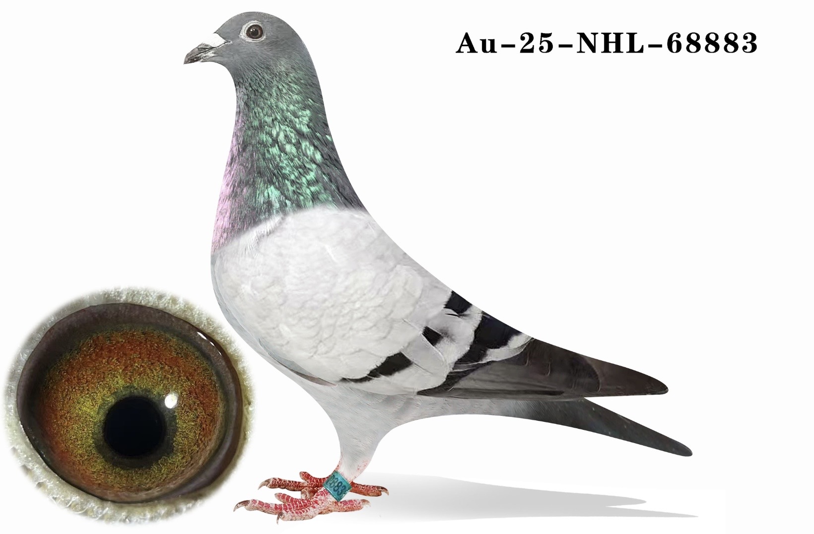 AU-25-NHL-68883