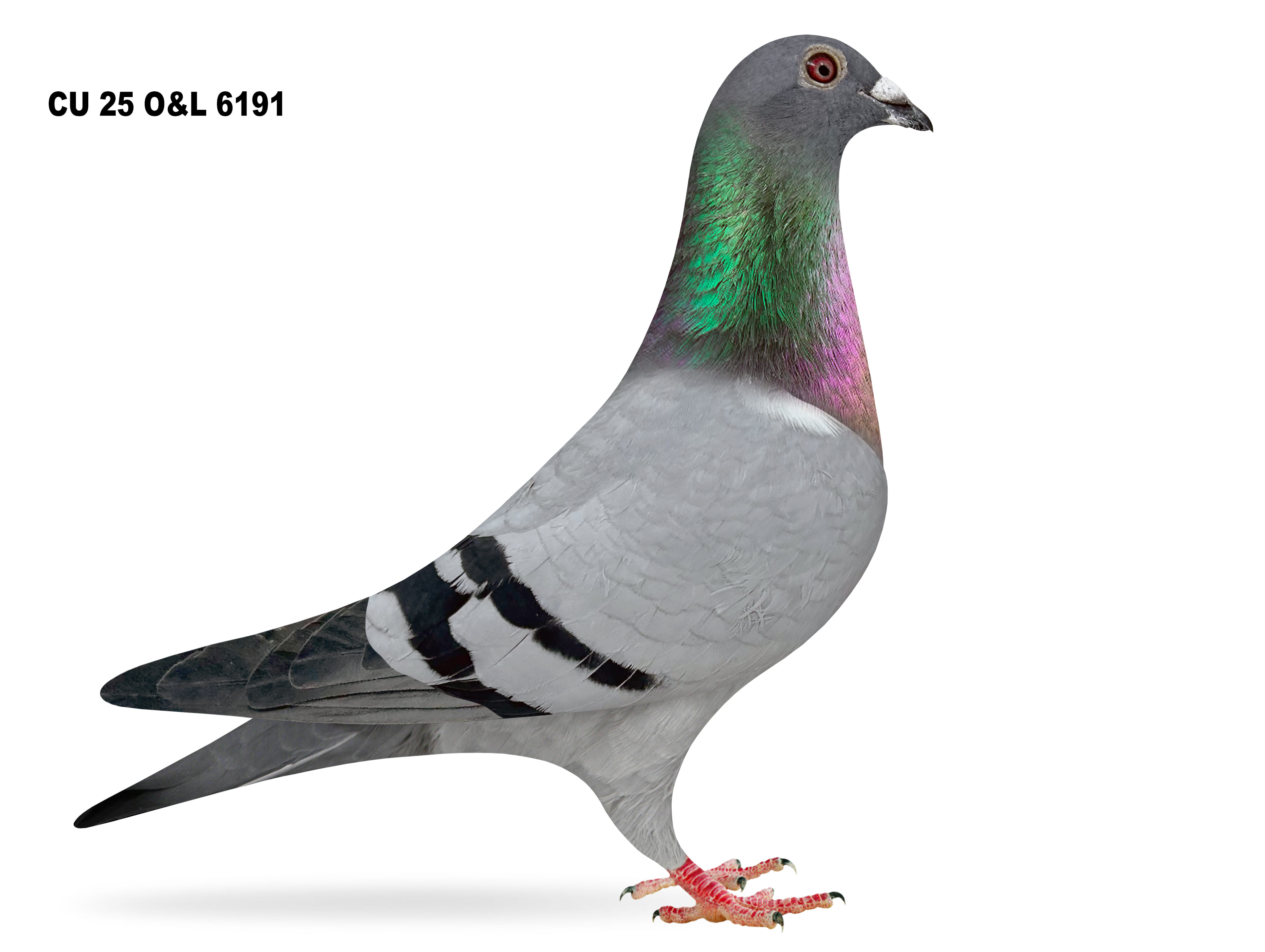 Lot 28 – CU 25 O&L 6191 BB Cock