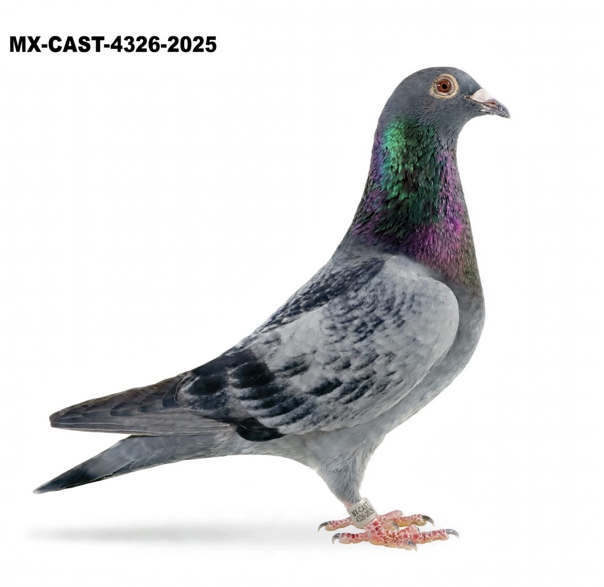 CAST-4326-2025 Slate Cock 