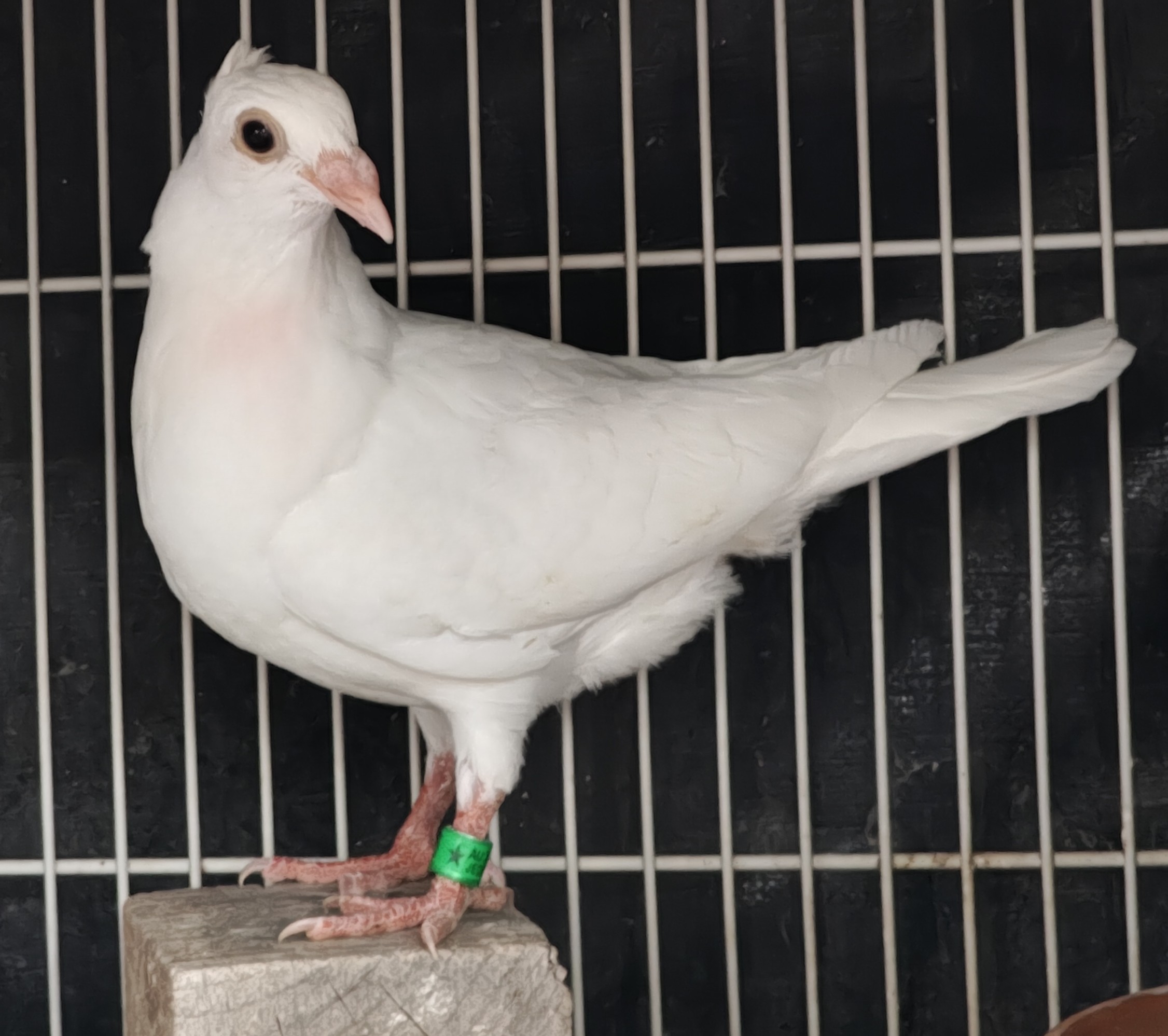 White Crested Jan Arden 