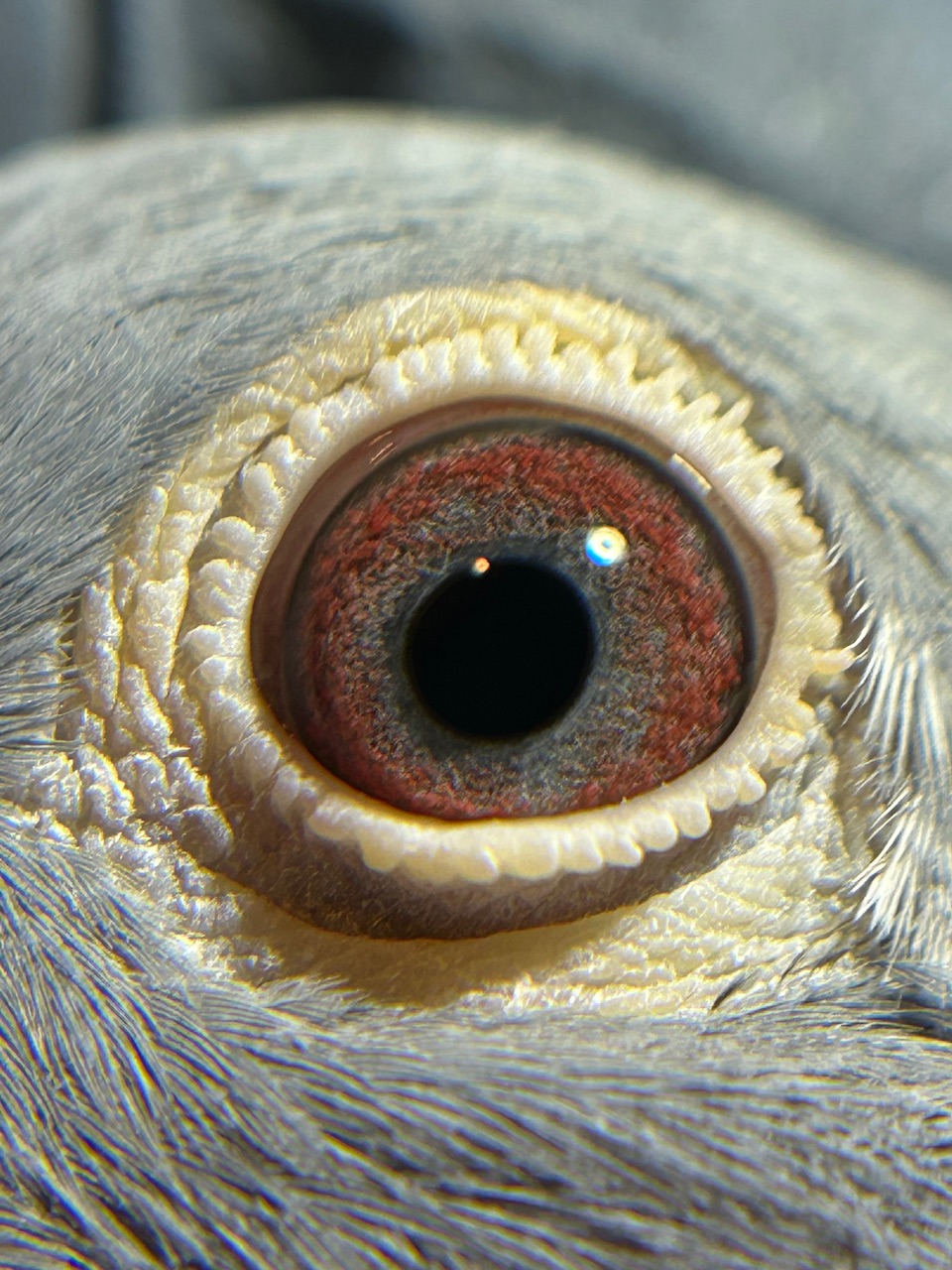 THOMAS 6 X TENTIL X Greek