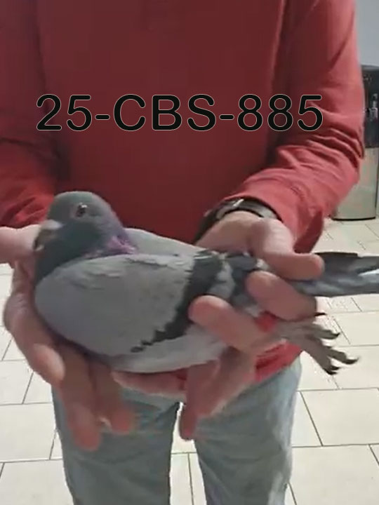 25-CBS-885 Blue cock.