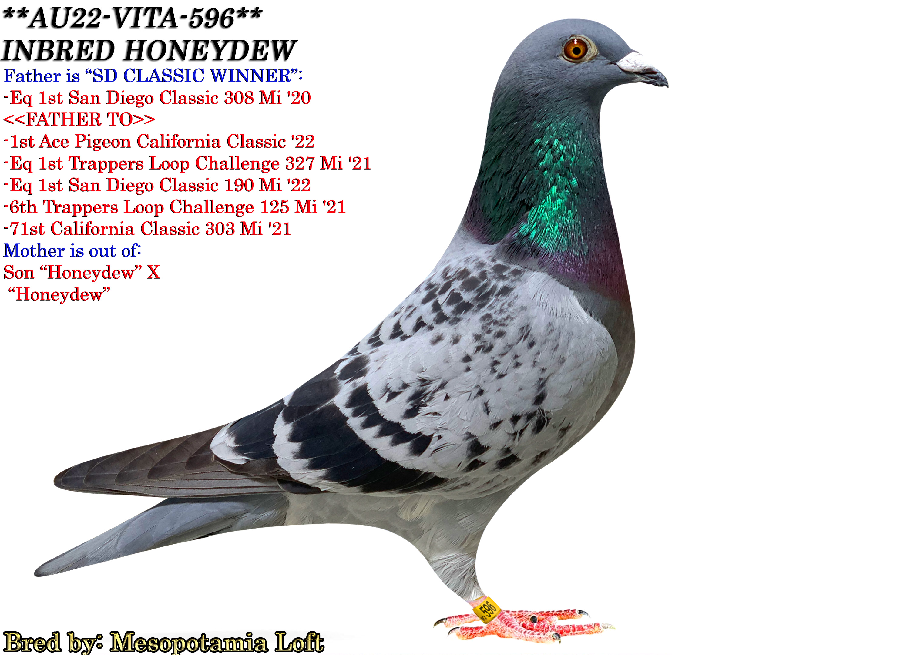 『The Pigeon』 The Pigeon, Wendell M Levi, 1941, R. L. Bryan Co., SIGNED | eBay