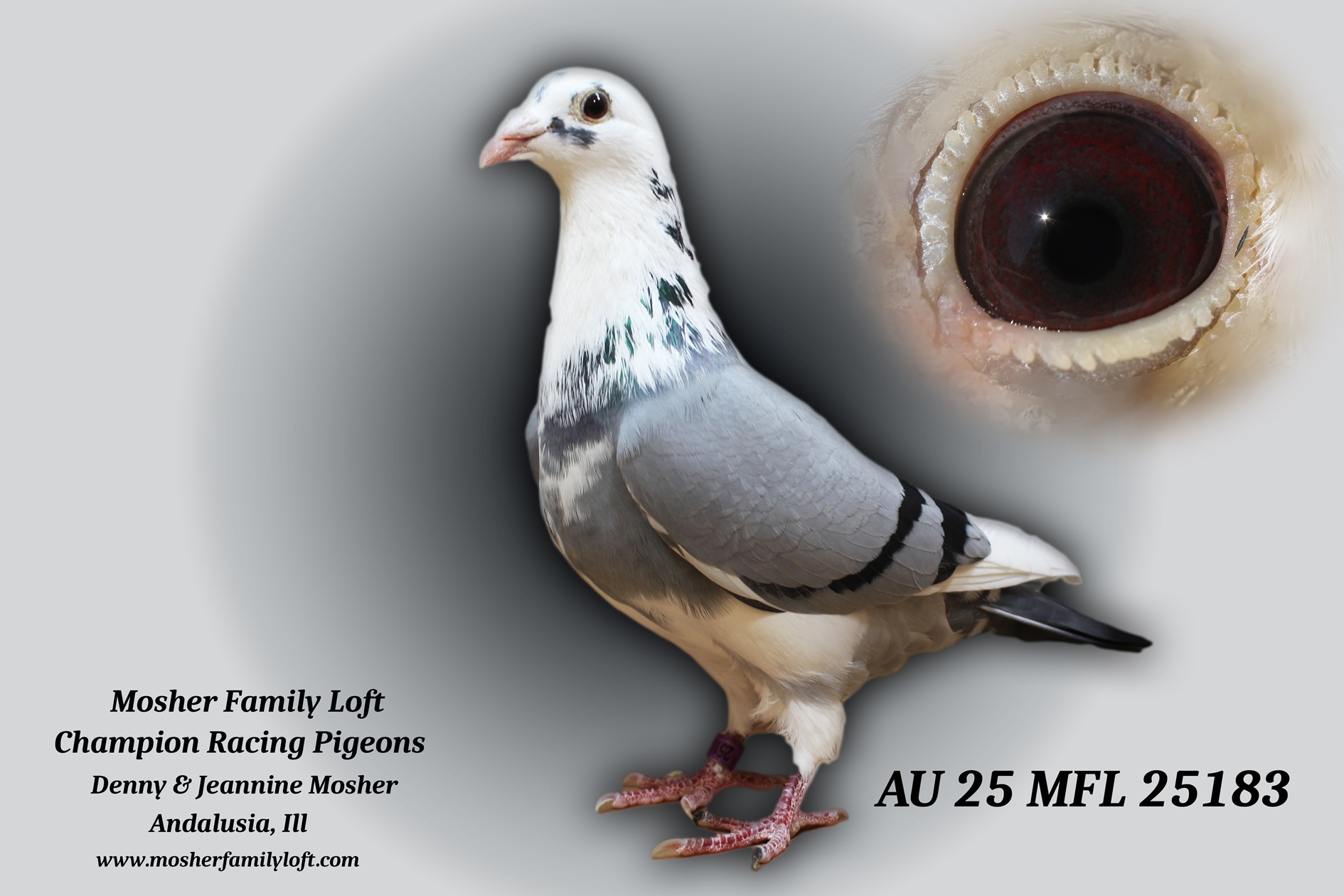 iPigeon.com - Racing Pigeon Auction