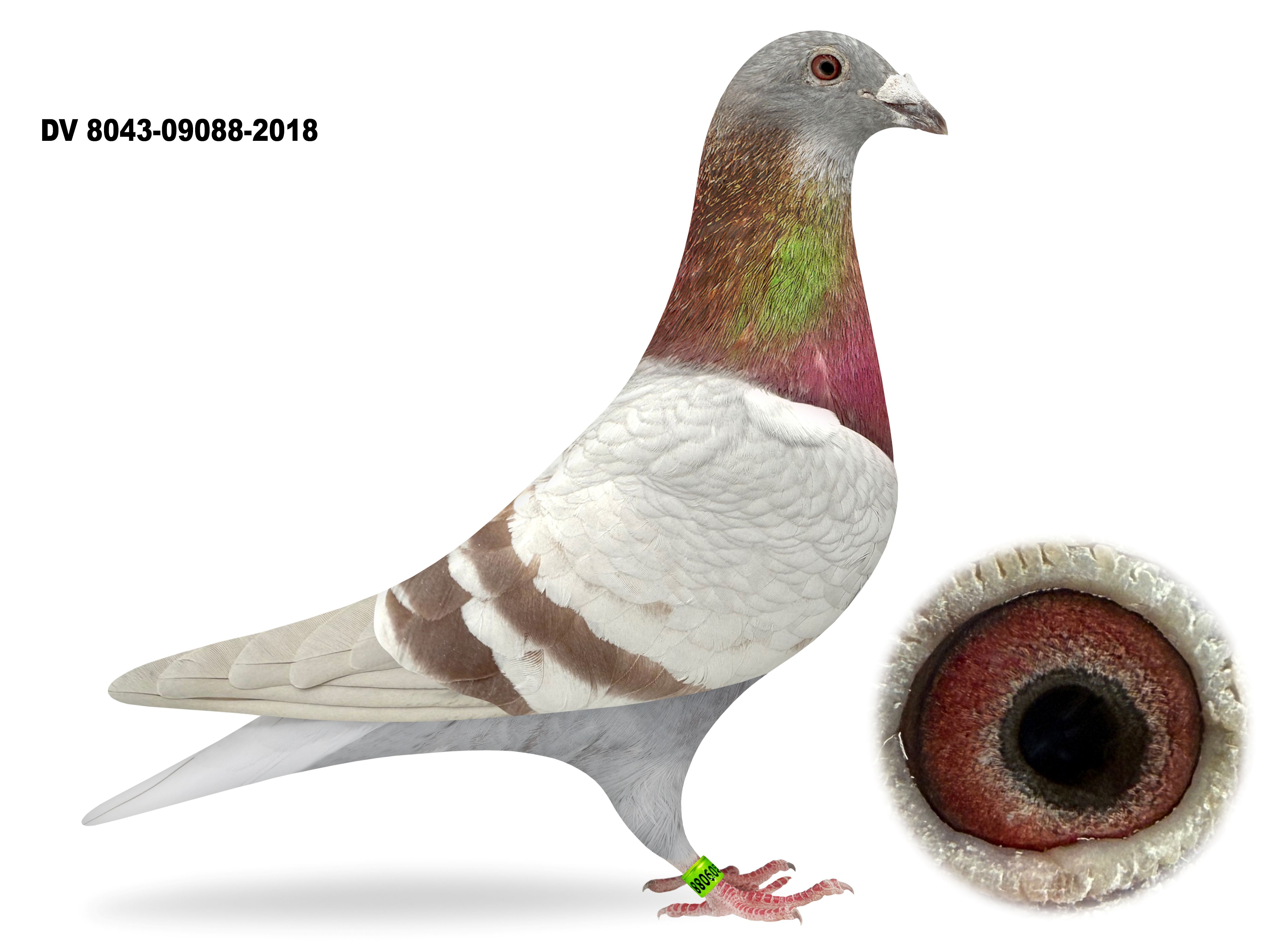 DV 09088 18 8043