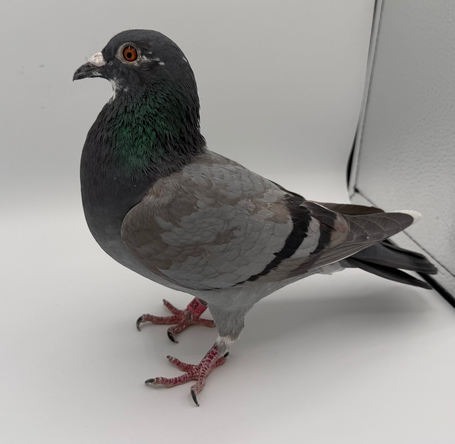 WOLVERINE, MARPLE FAMILY