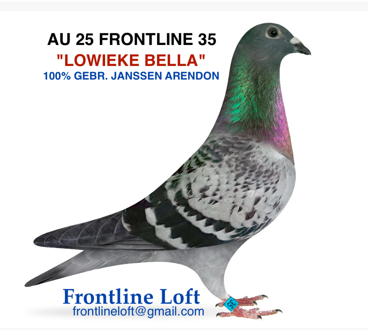 100% GEBR. JANSSEN ARENDON