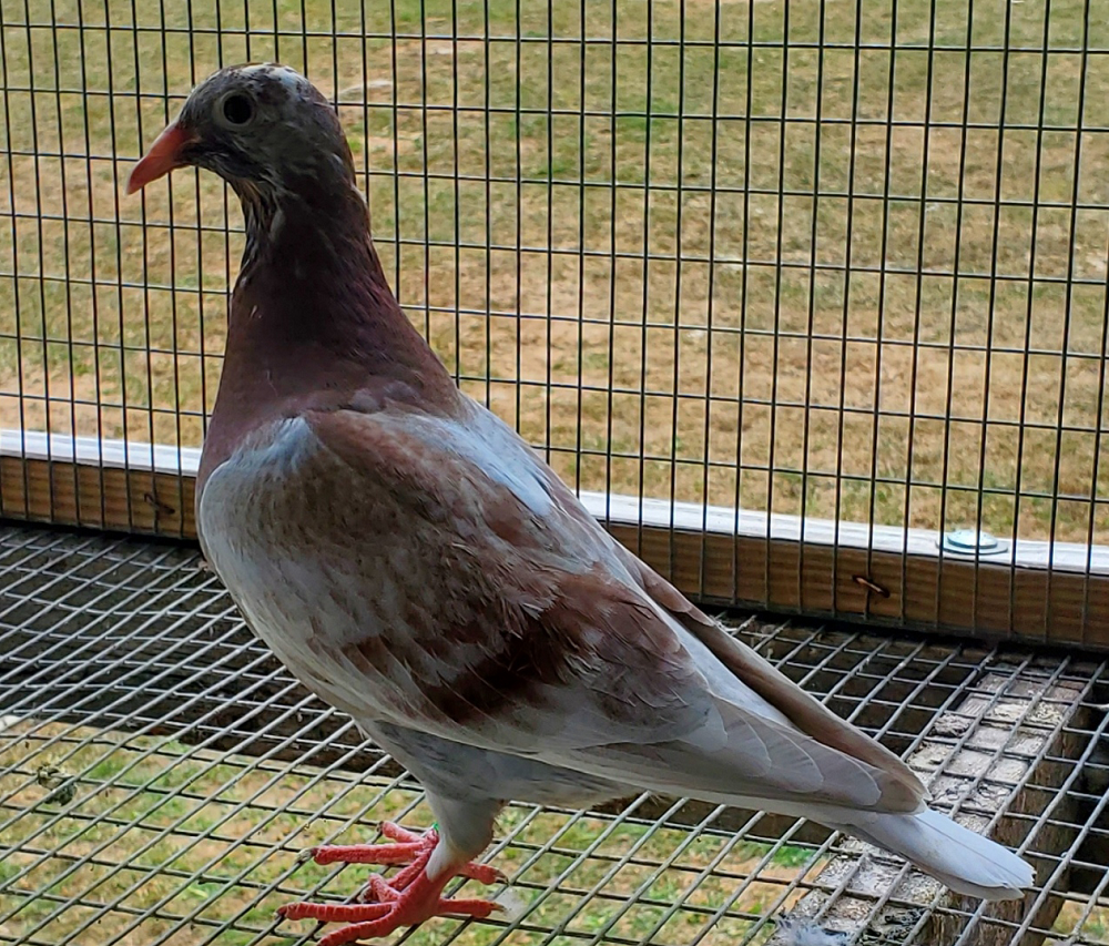 iPigeon.com - Racing Pigeon Auction