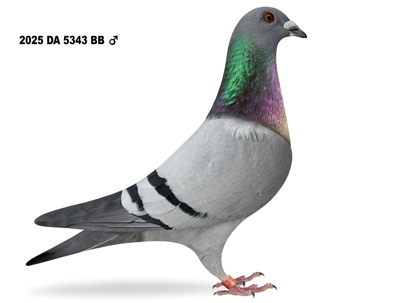 Da Dong Racing Pigeons Doantion