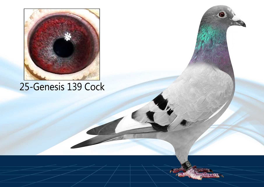 25-139(Cock) Inbred Porsche x Queen L