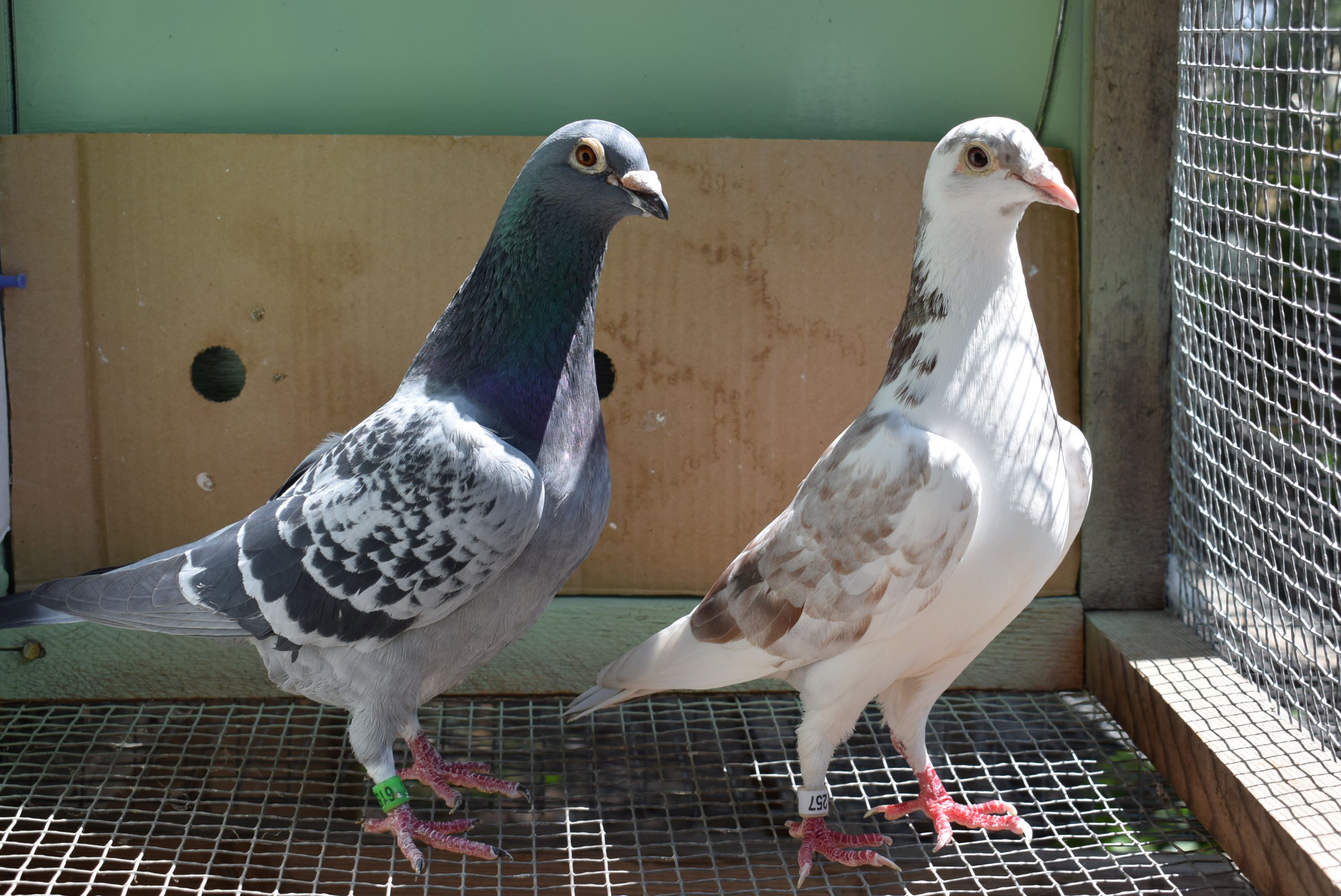 iPigeon.com - Racing Pigeon Auction