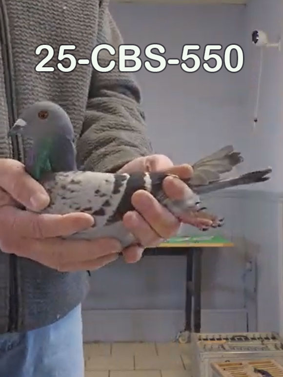 25-CBS-550 Light check male