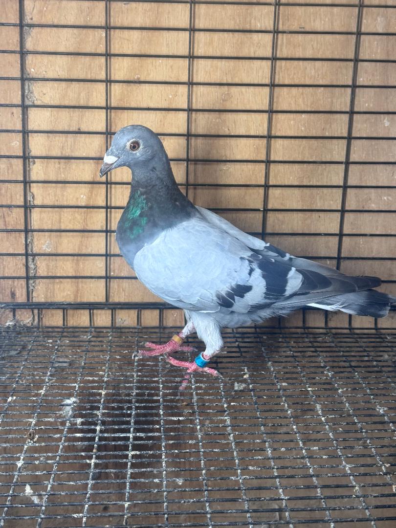 397 BB HEN KANNIBAAL