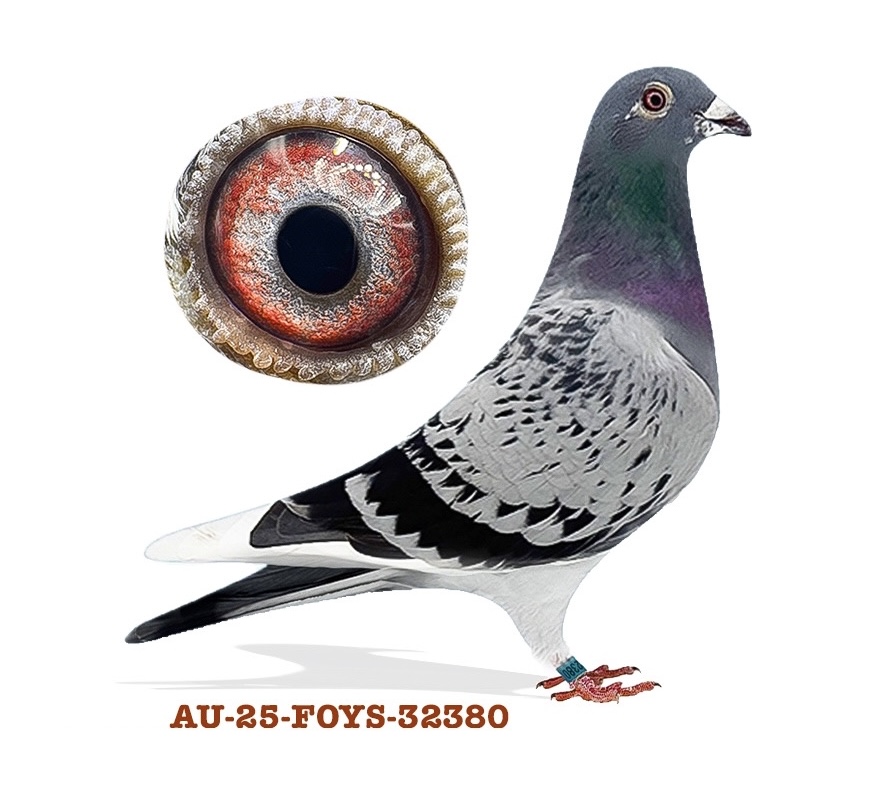 Greek connection (cockbird)