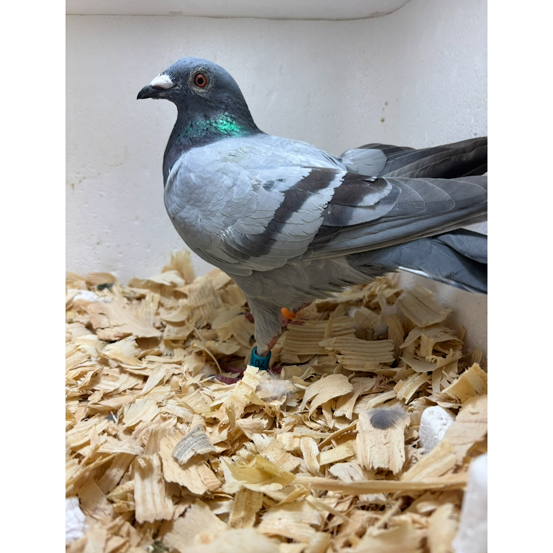Chocolate Huyskens-Van Riel hen