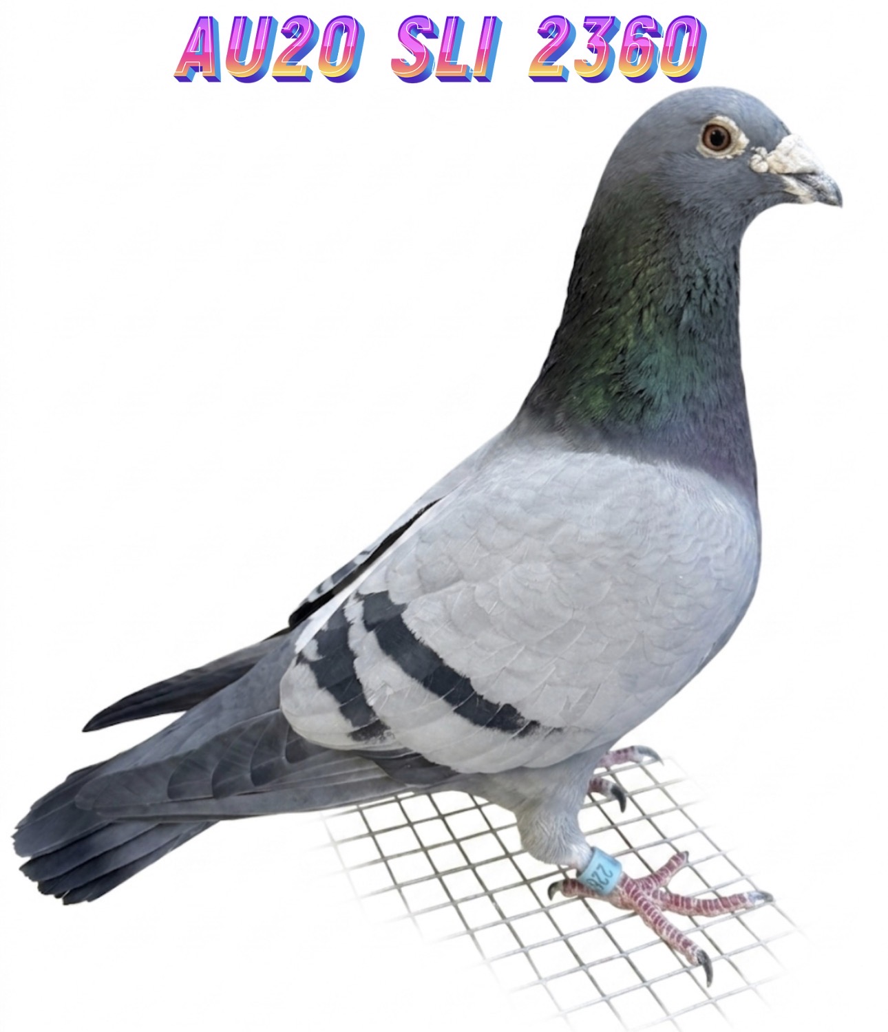 AU 20 SLI 2360 BB COCK
