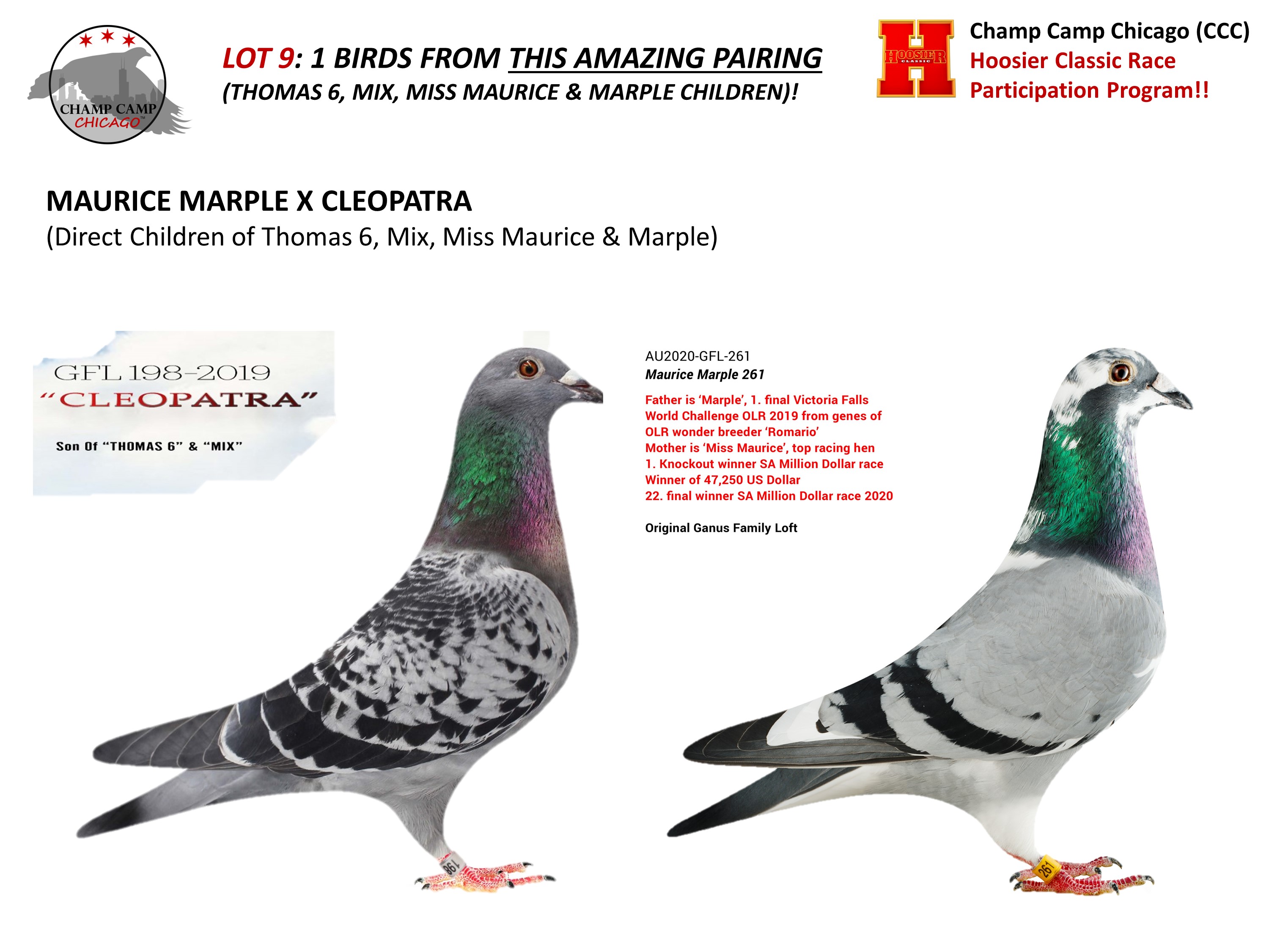 iPigeon.com - Racing Pigeon Auction