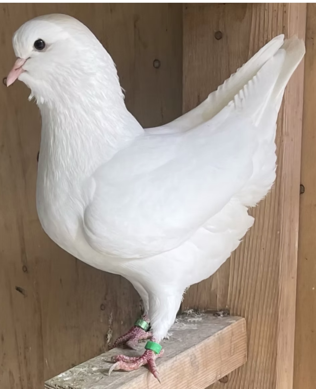 Pair Solid White Classic Modena 