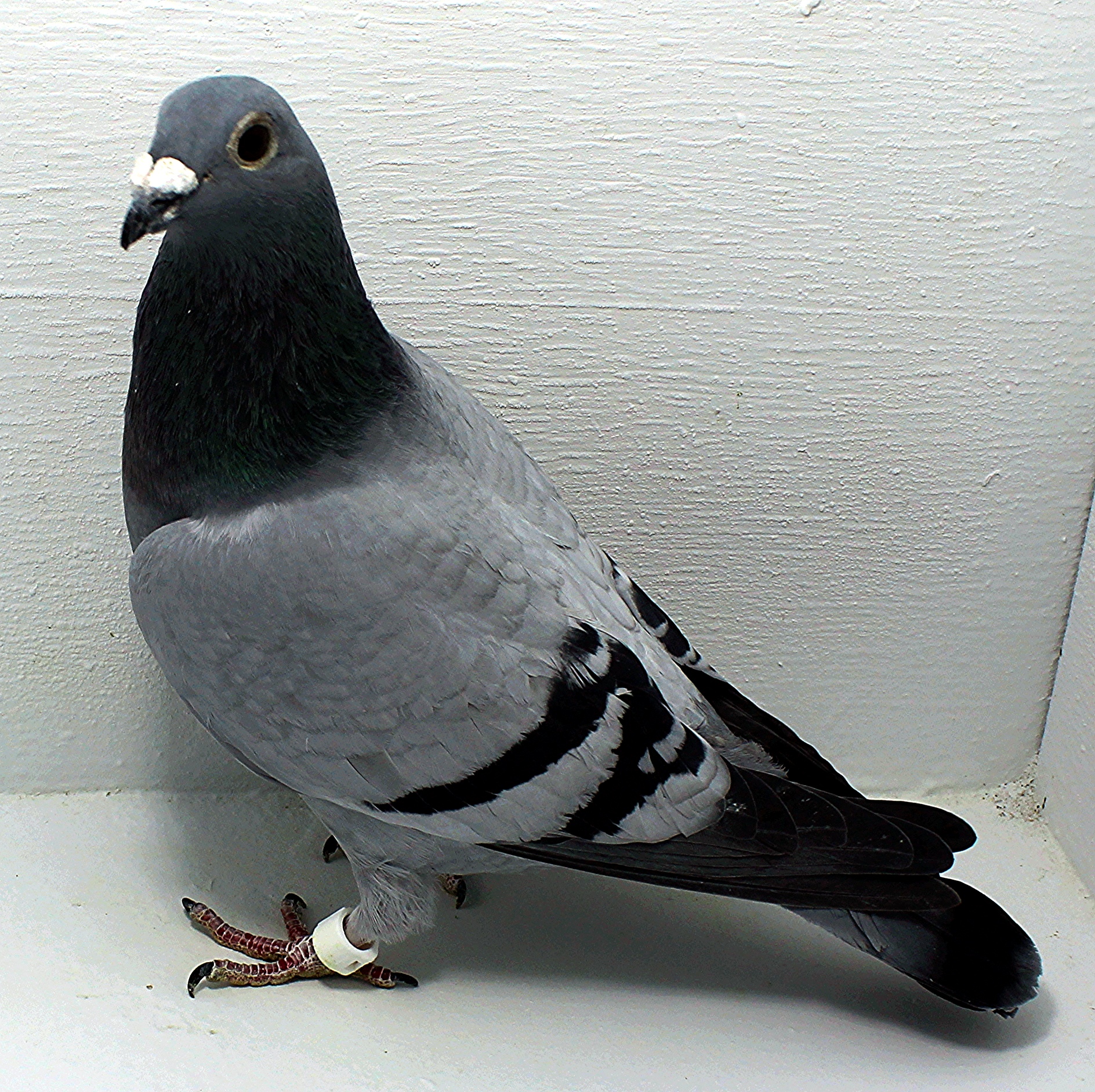 AU 20036 Foys 2025 Pure Paul Sion