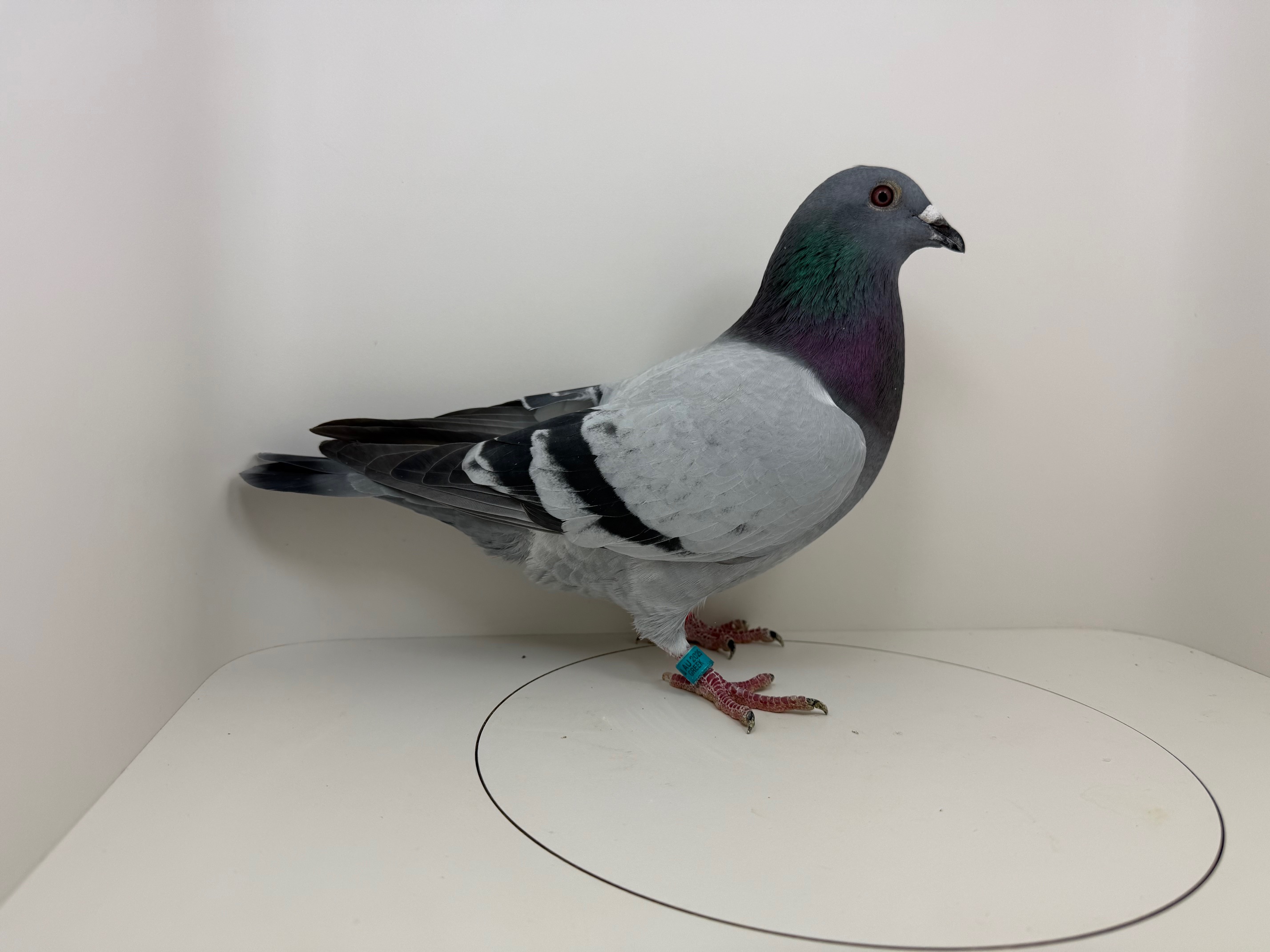 AU 25 GREEK 788 BB COCK 