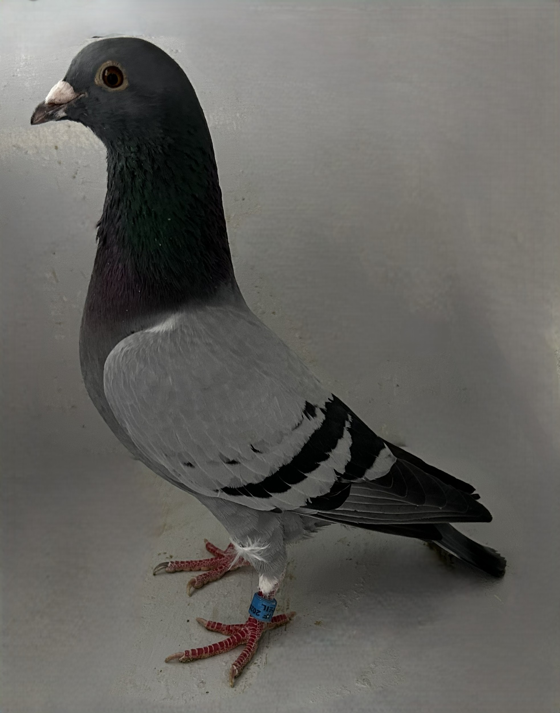 Inbread Pigeon iPigeon.com - Racing Pigeon Auction