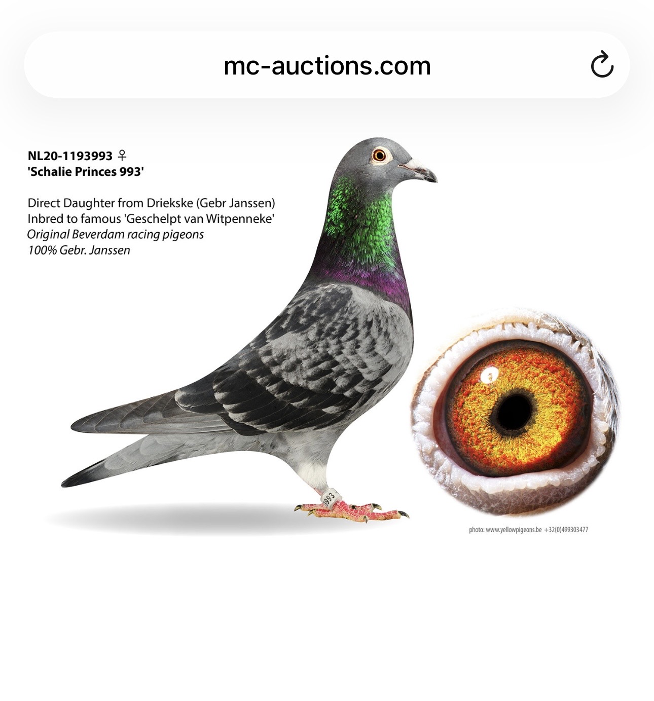 Preview Image 2