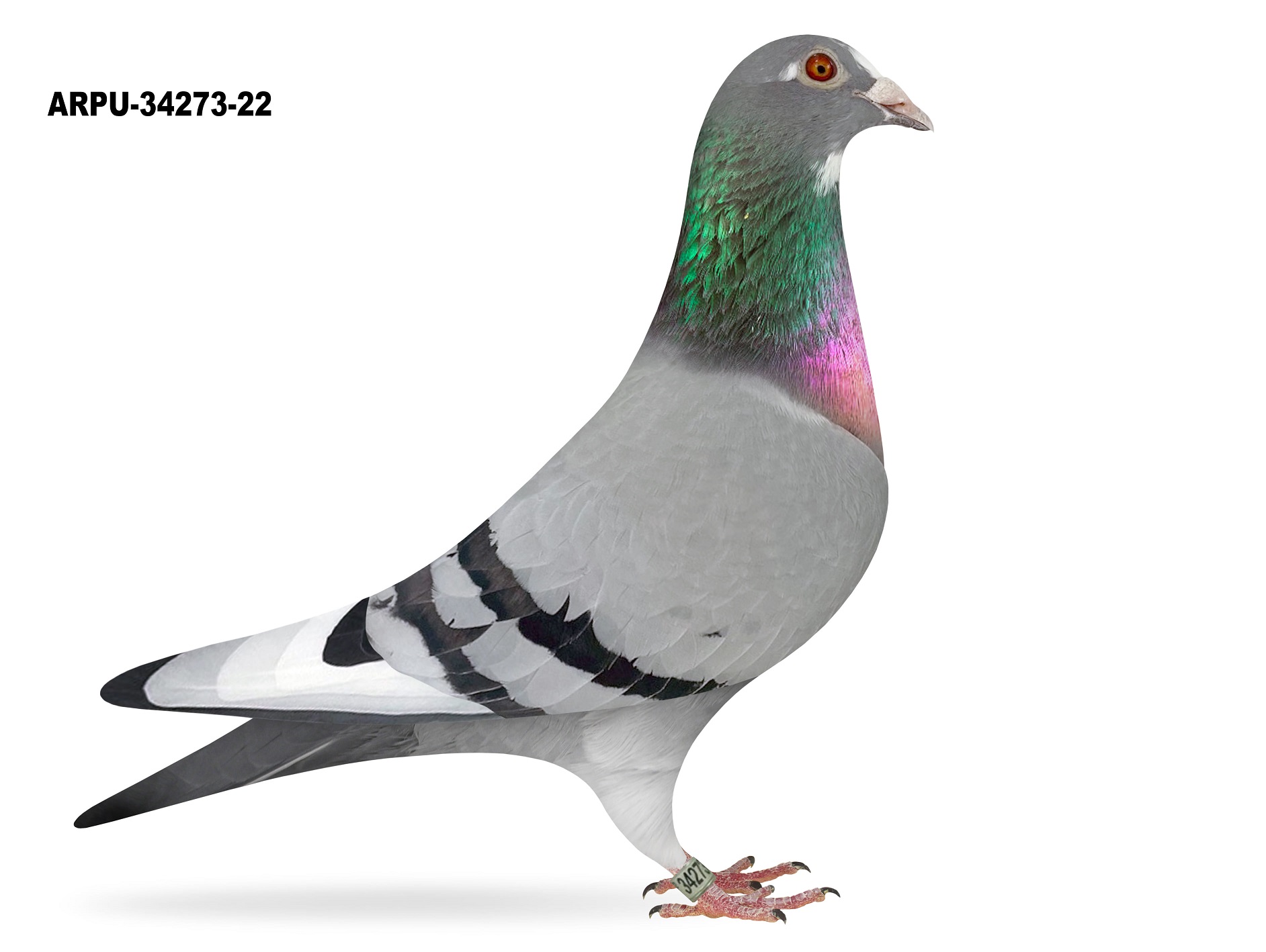 ARPU-34273-22 BBWF HEN
