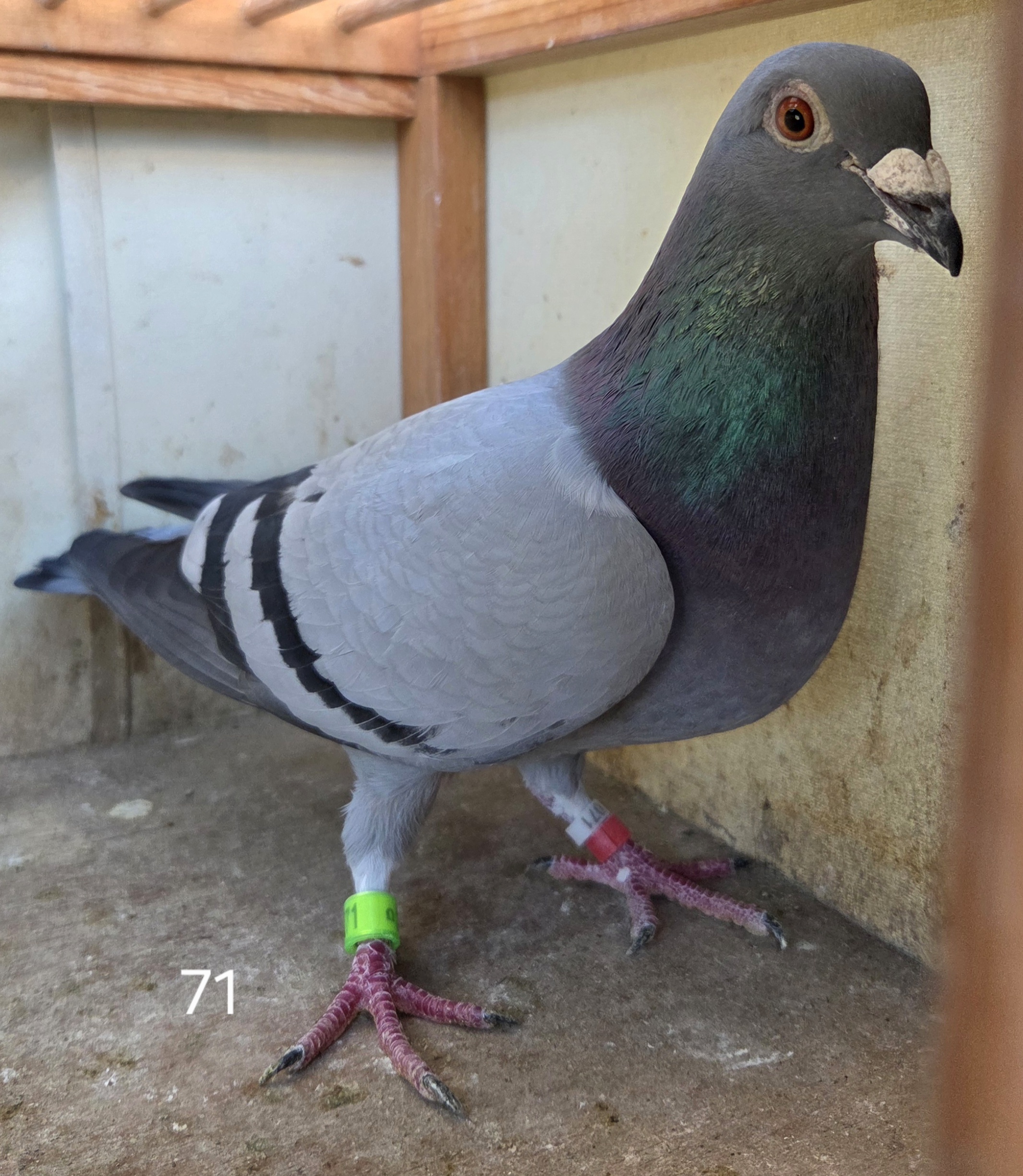 AU71 USPC 2023 ORNATS 