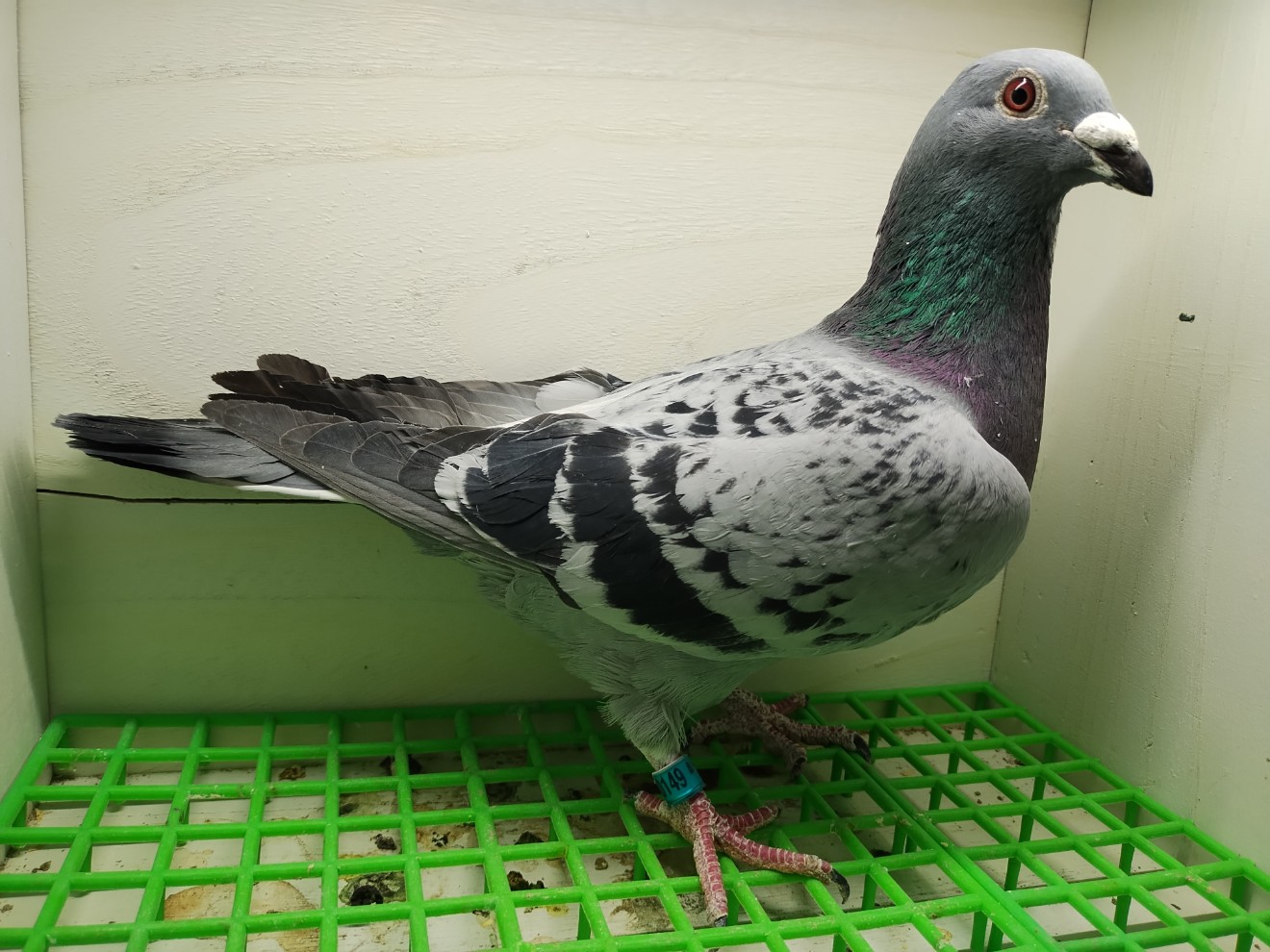 Inbred Havenith Cock 