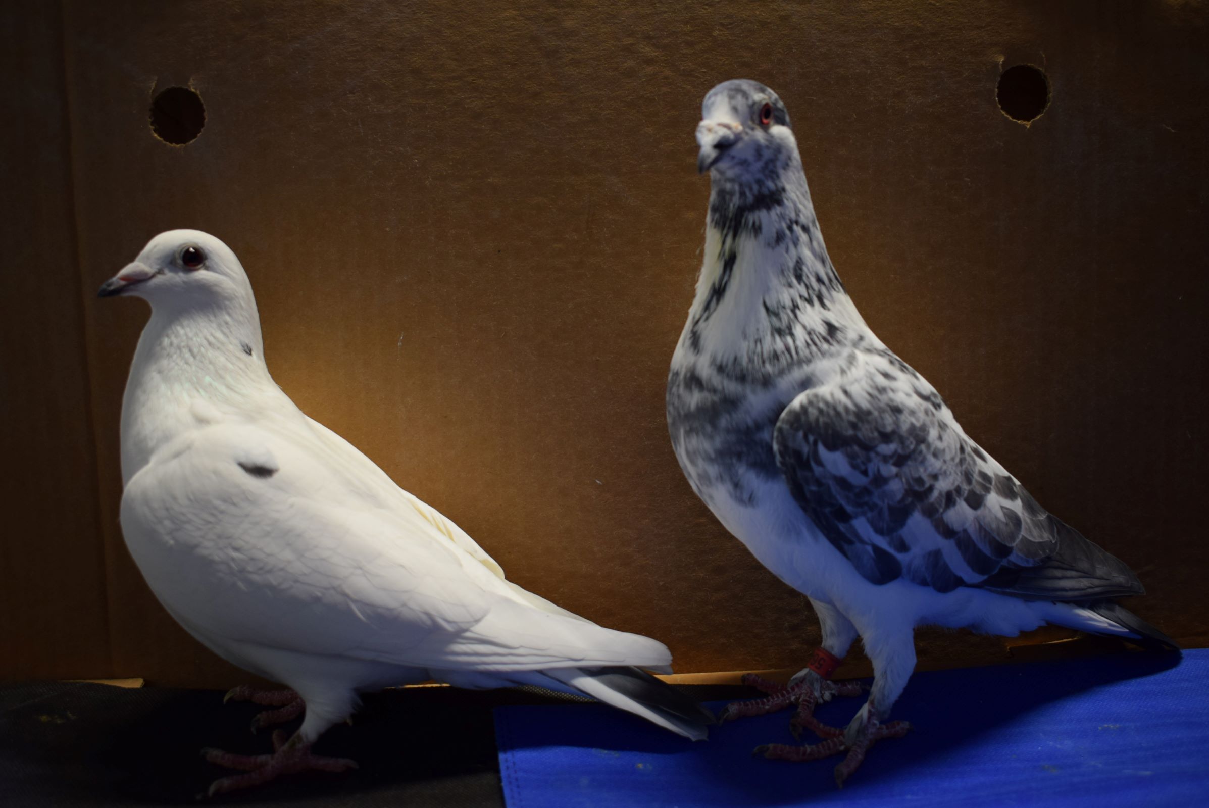 iPigeon.com - Racing Pigeon Auction