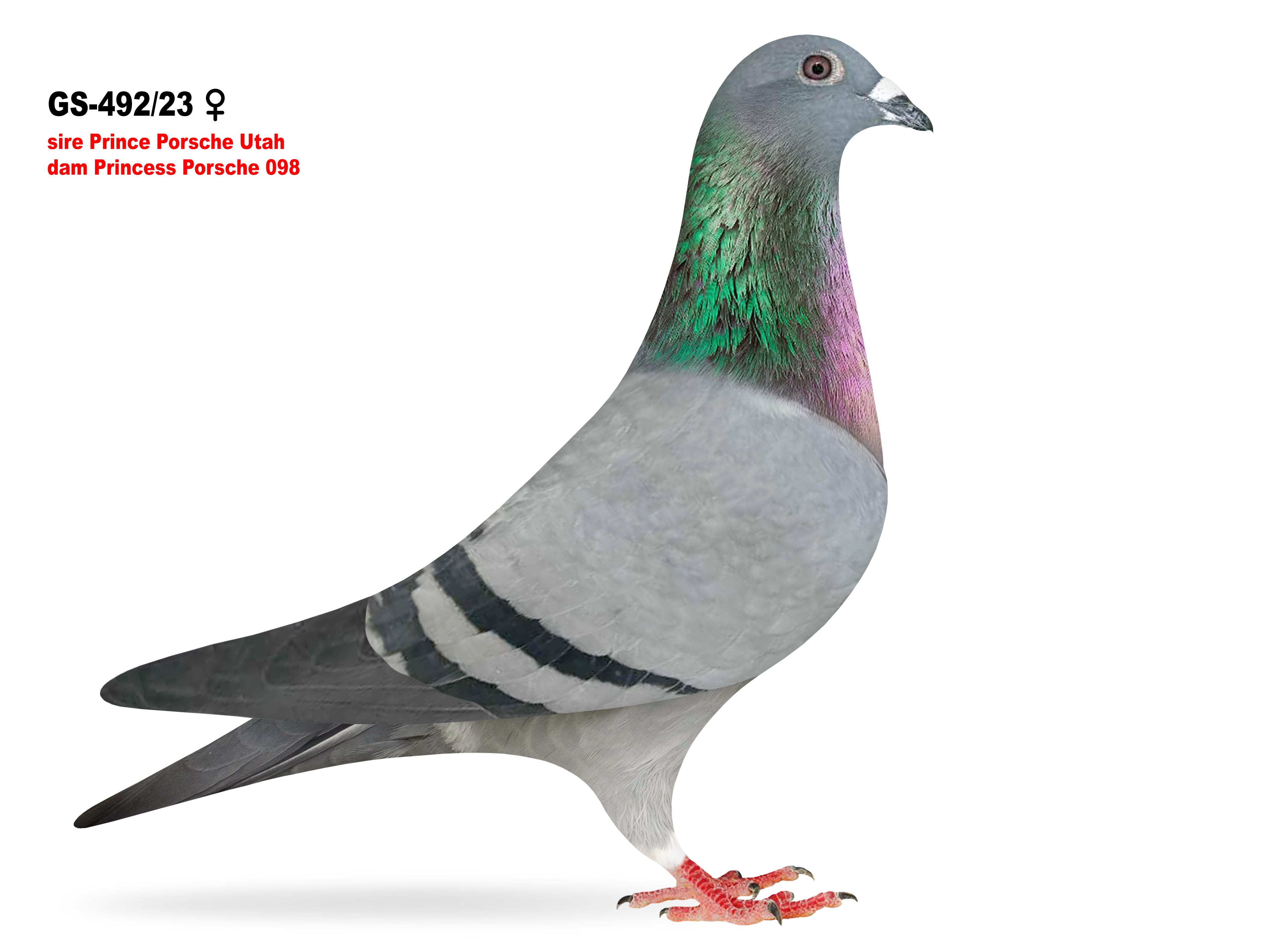 GS-492/23 Double gr. daughter Prince Porsche