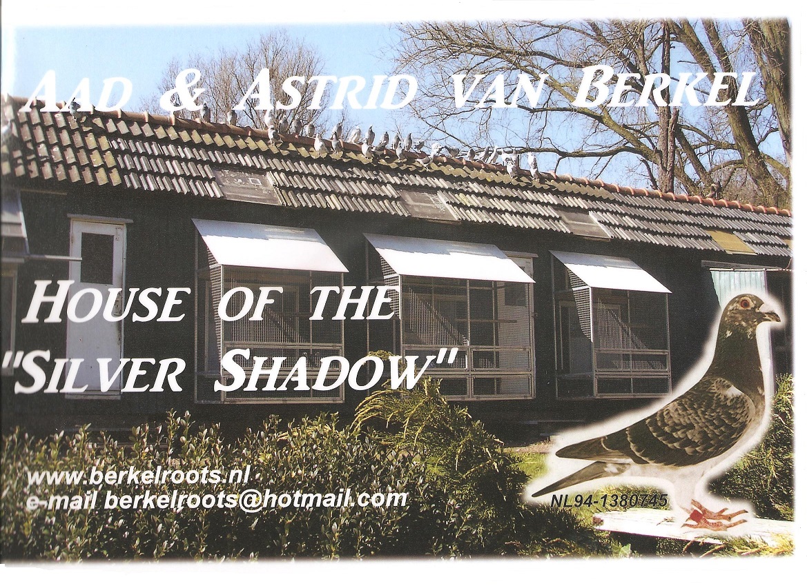 Grizzle Hen IF 2024 VIOC 970 Inbred to the legendary "SILVER SHADOW" EIJERKAMP VAN LOON