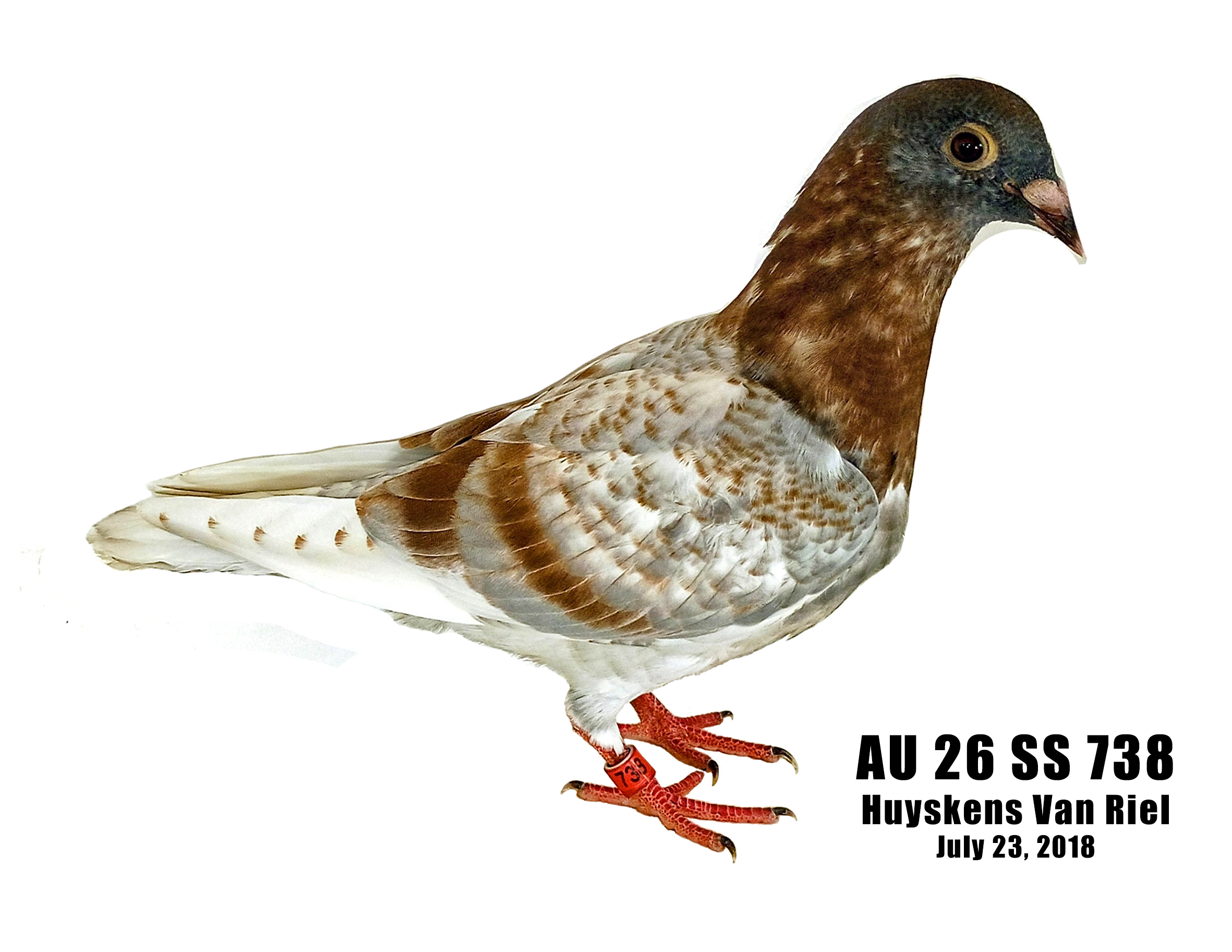 AU 26 SS 738 Jones Boys HVR