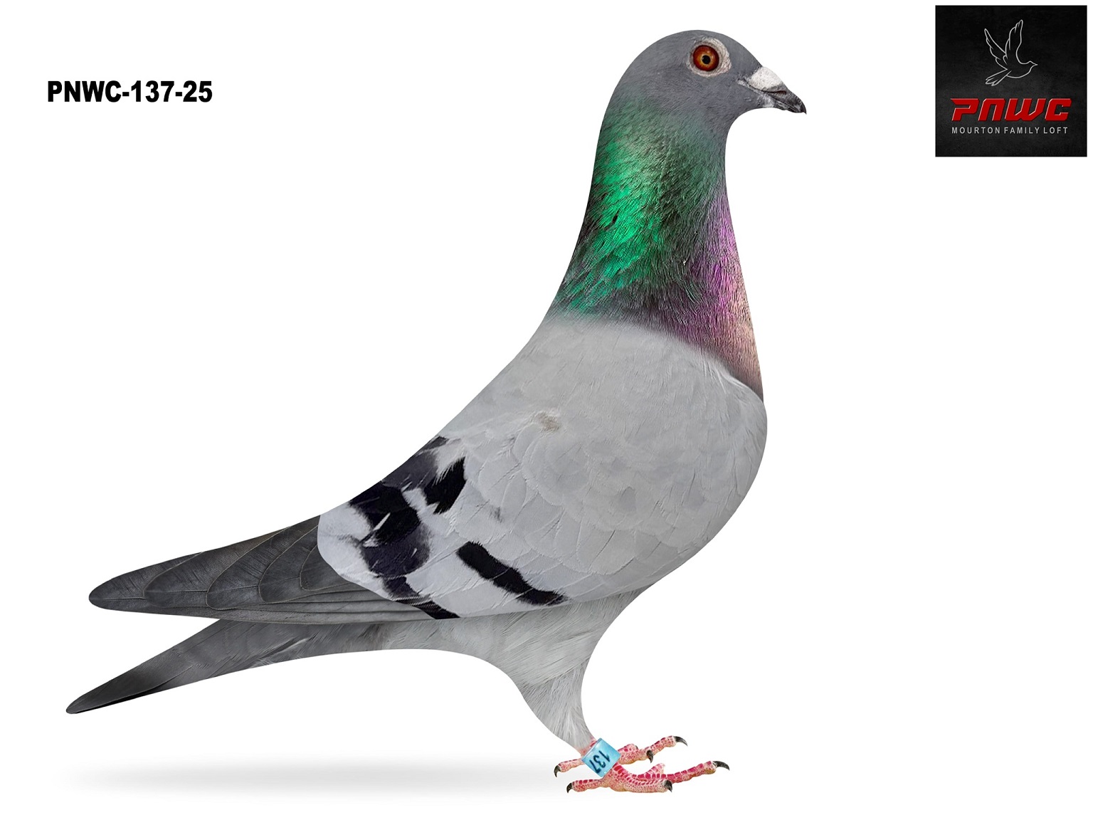 PNWC-137-25 BB COCK