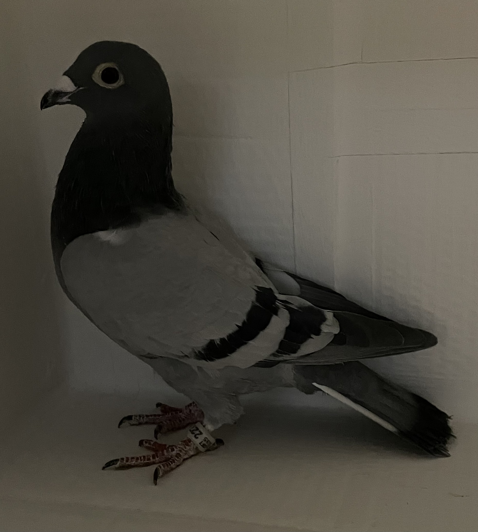 AU 2017 Lundloft 227 BBC