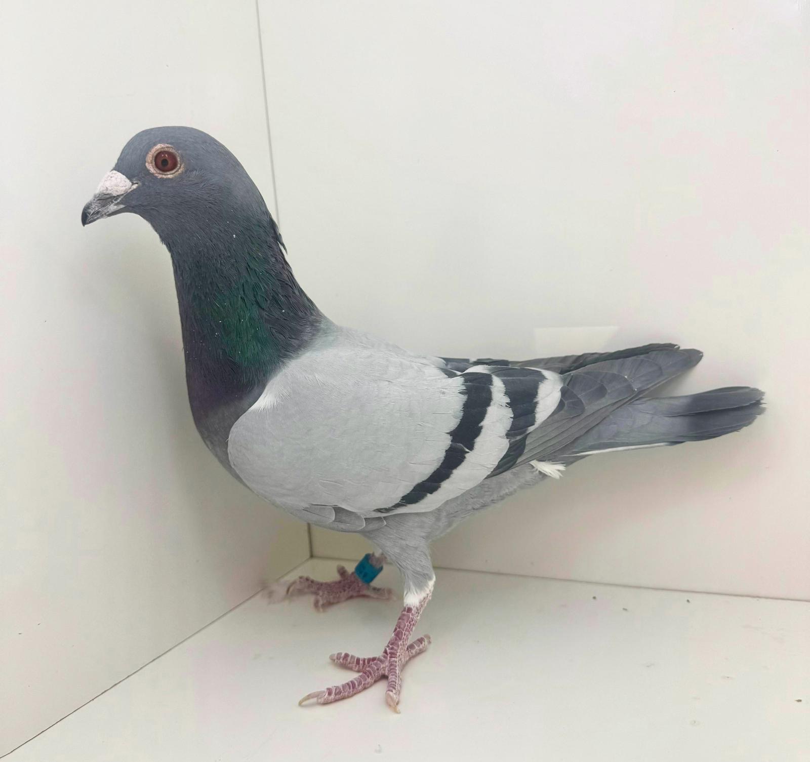 25 wfa 207 bb cock