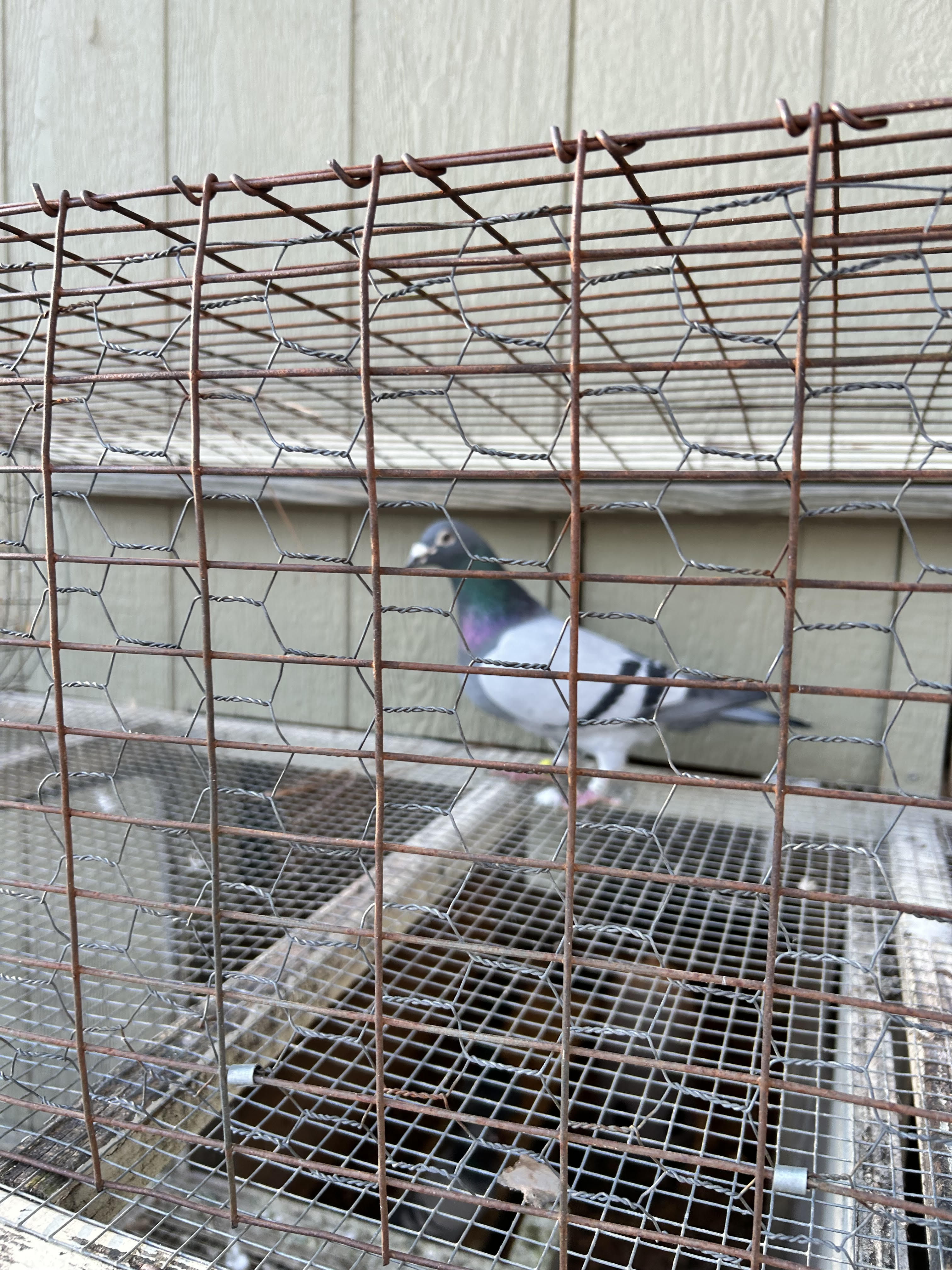 Ornat grandson bred by AFL