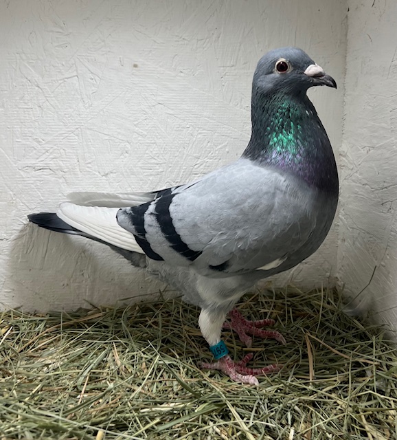 25-CDR-5975 Blue WF Cock 
