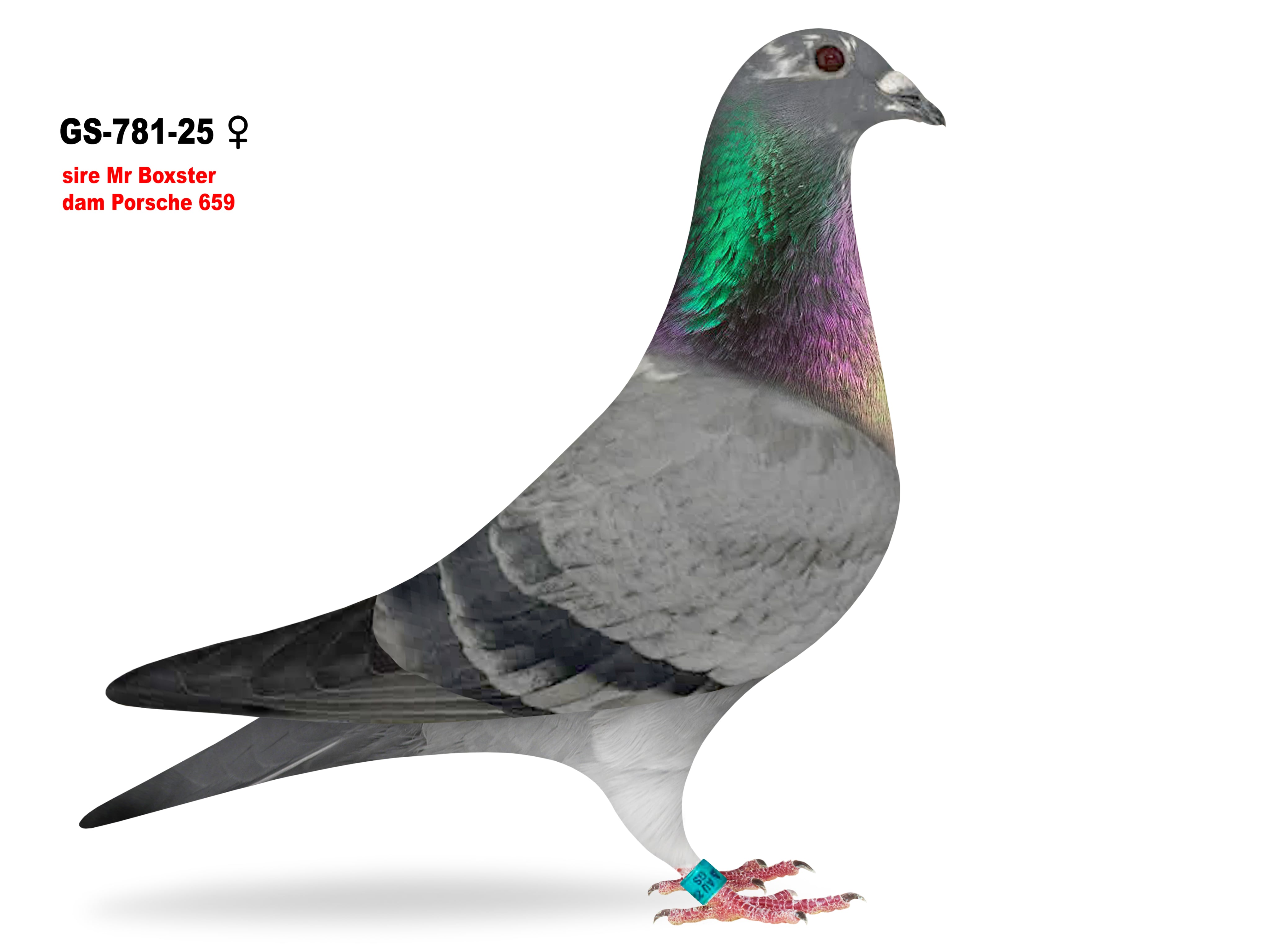 GS-781/25 Inbred Porsche hen