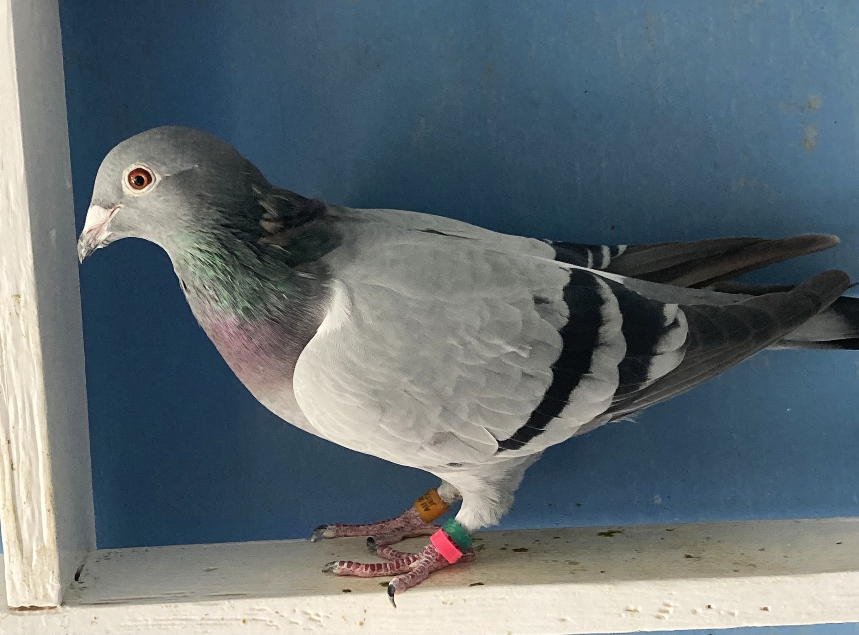 Perfect Cock/Rudi/Romeo - Exceptional Vandenabeele bloodlines