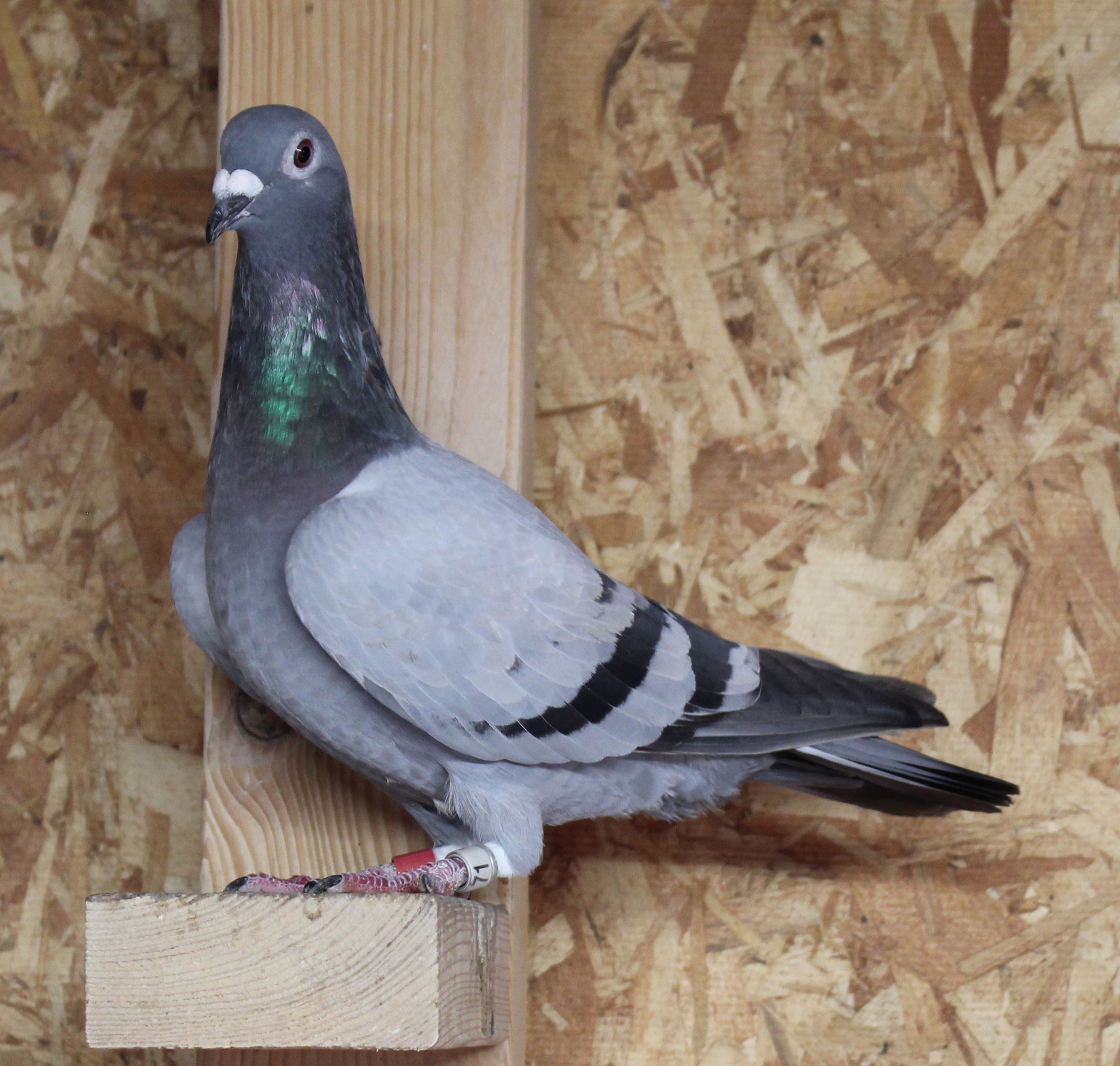 Leo Heremans Koopman Picasso