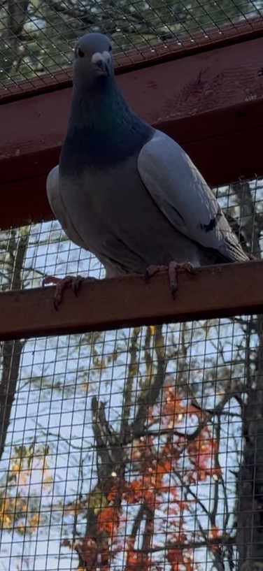 2025 inbred Porsche / Thomas 6