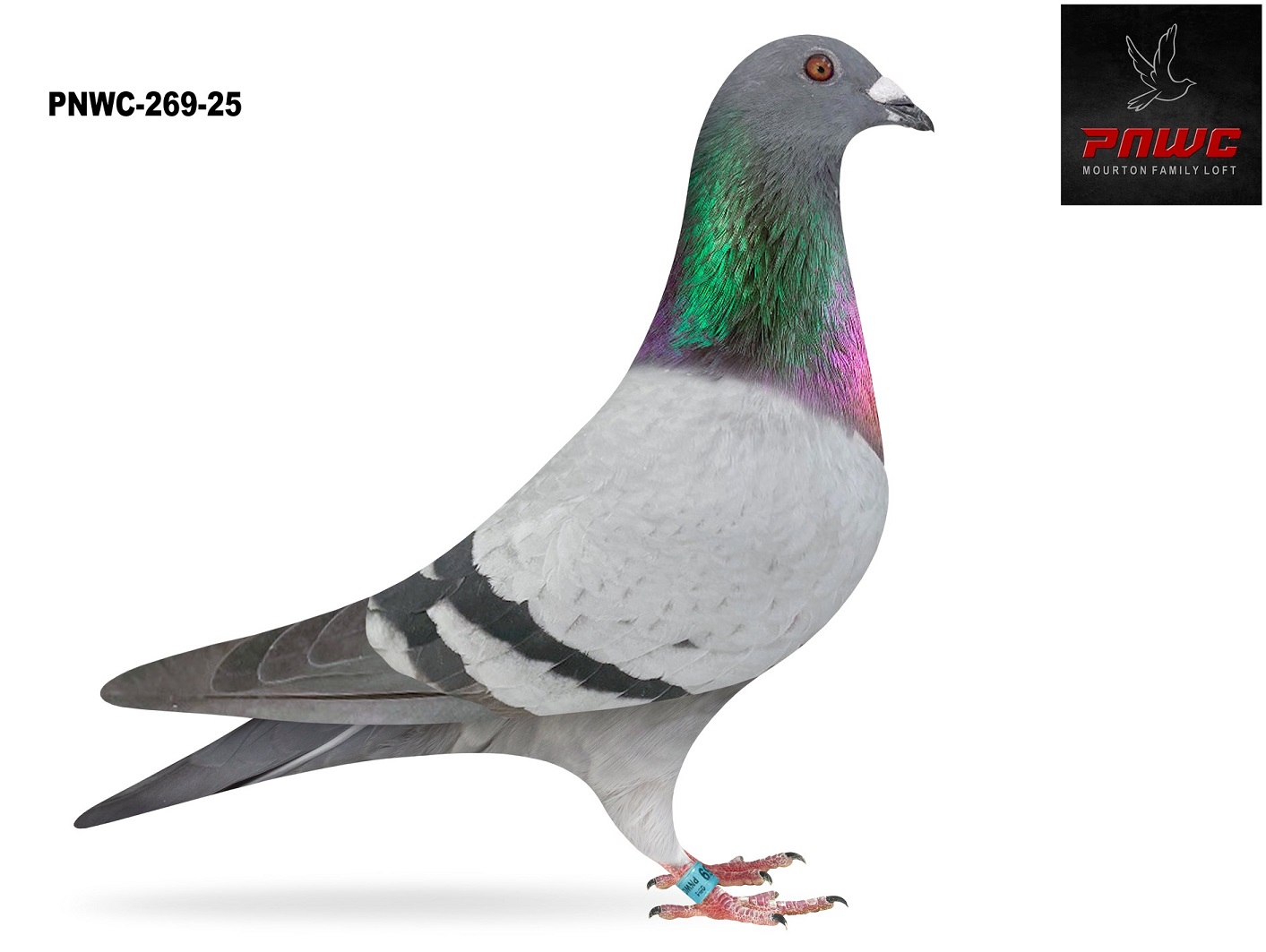 iPigeon.com - Racing Pigeon Auction