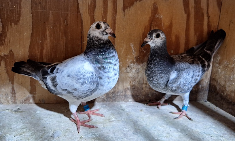 2026 nestmates AU ARPU 248538 / 248547 Inbred to the legendary "SILVER SHADOW" EIJERKAMP Van Loon
