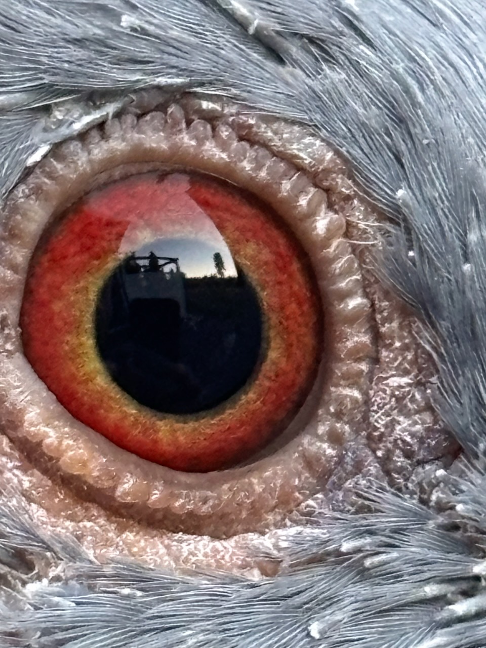 2025 Young Bird Pair