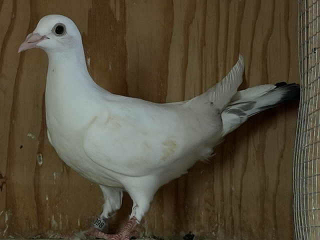 2026 YOUNG BIRD NEST MATES Whites