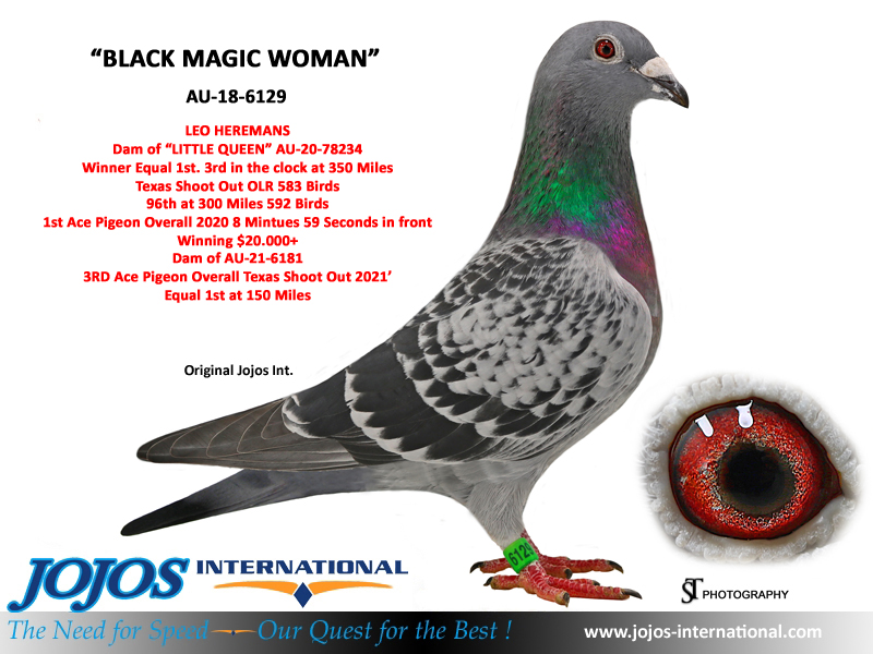 LOT # 24 BE IF-25-4605 Leo Heremans Hen