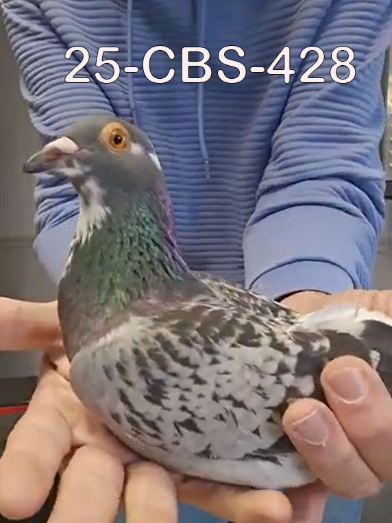 25-CBS-428 Blue check splash cock. 