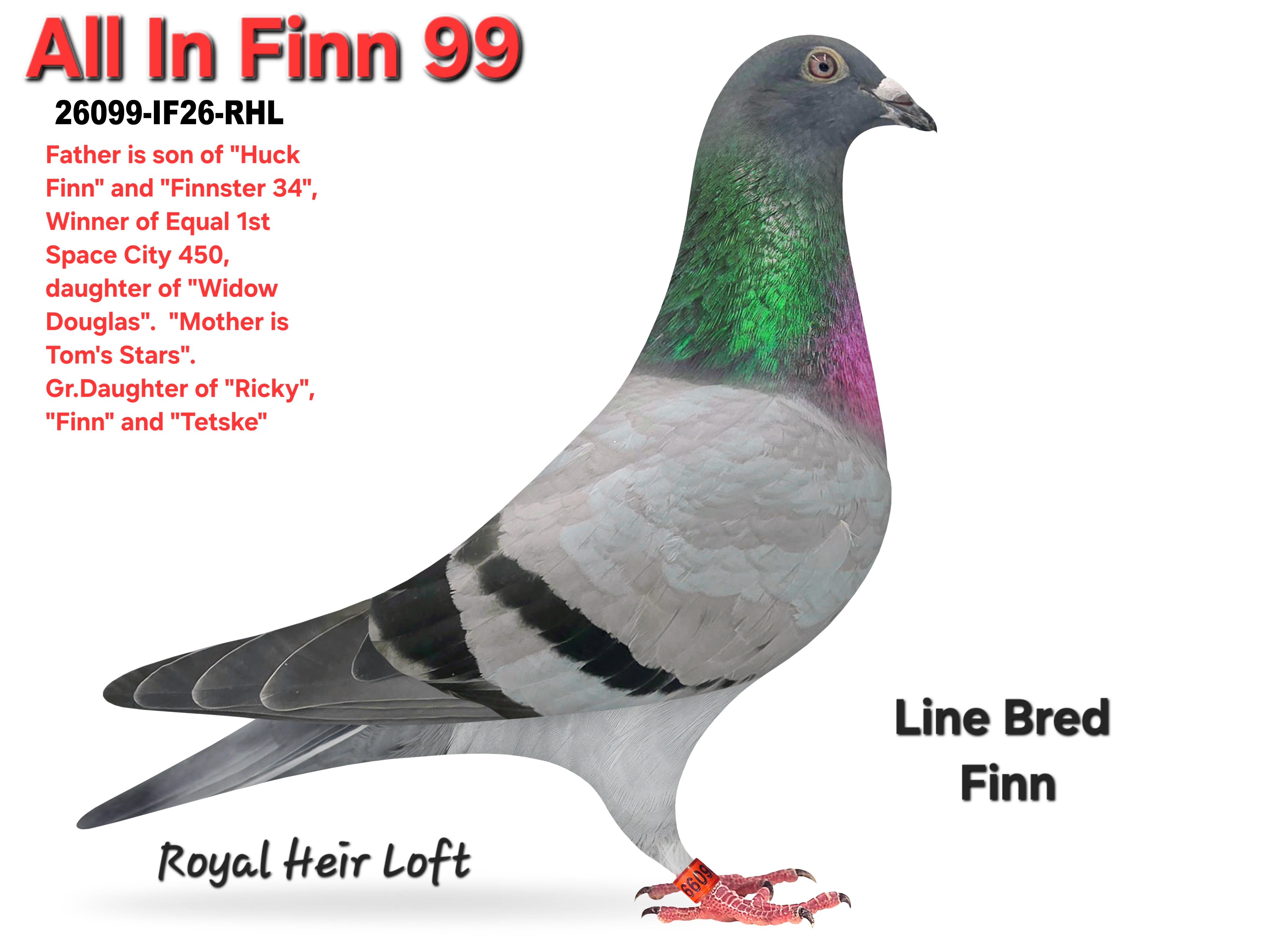26099-IF26-RHL Blue Male