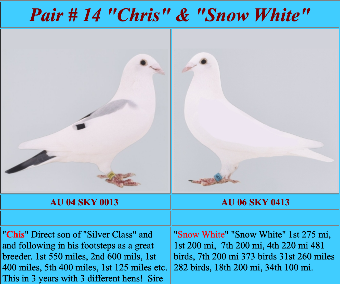 iPigeon.com - Racing Pigeon Auction